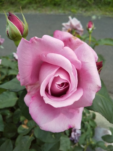Rose mansfield memojpg